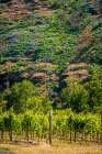 USA-Oregon-Milton-Freewater Vineyard Art Print